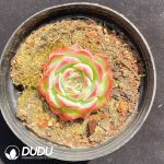 Echeveria Pink Crystal