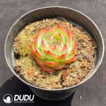 Echeveria Pink Crystal - Image 2
