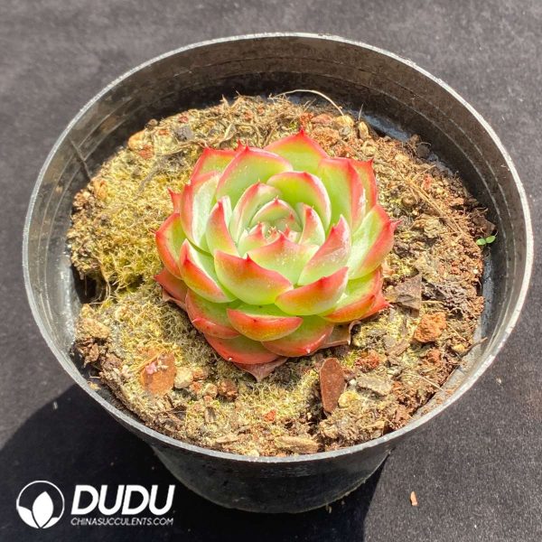 Echeveria Pink Crystal - Image 2