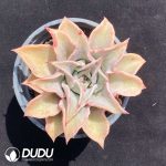 Echeveria Red Madiba