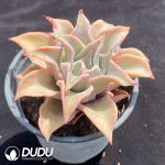 Echeveria Red Madiba - Image 2