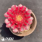 Aeonium Zwartkin