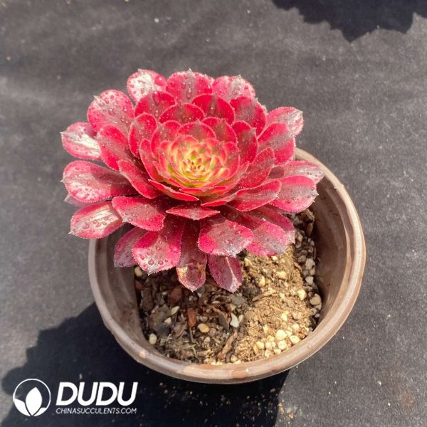 Aeonium Zwartkin - Image 2
