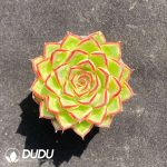 Echeveria Moonstone