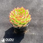 Echeveria Moonstone - Image 2
