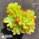 Sedum Chunmeng Clustering
