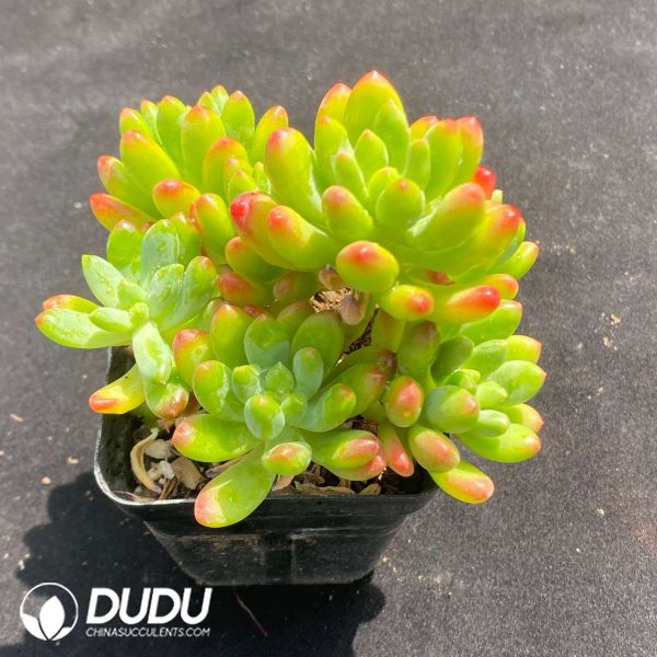 Sedum Chunmeng Clustering - Image 2
