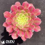 Aeonium Tianhe
