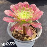 Aeonium Tianhe - Image 2