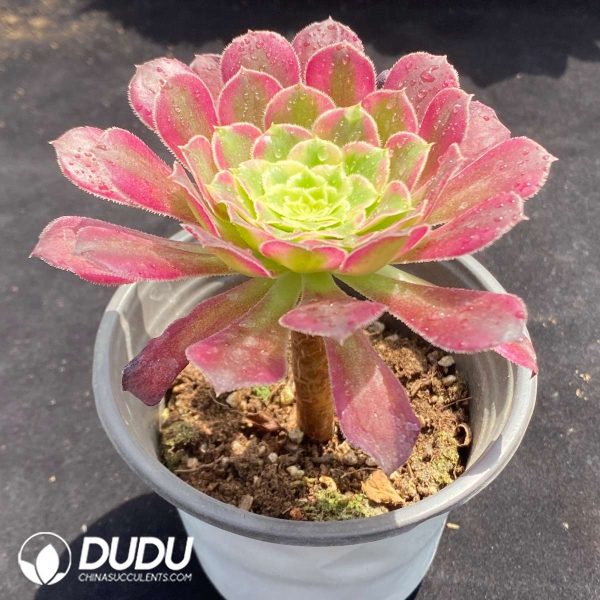 Aeonium Tianhe - Image 2
