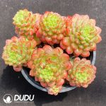 Echeveria Strawberry Mousse Clustering