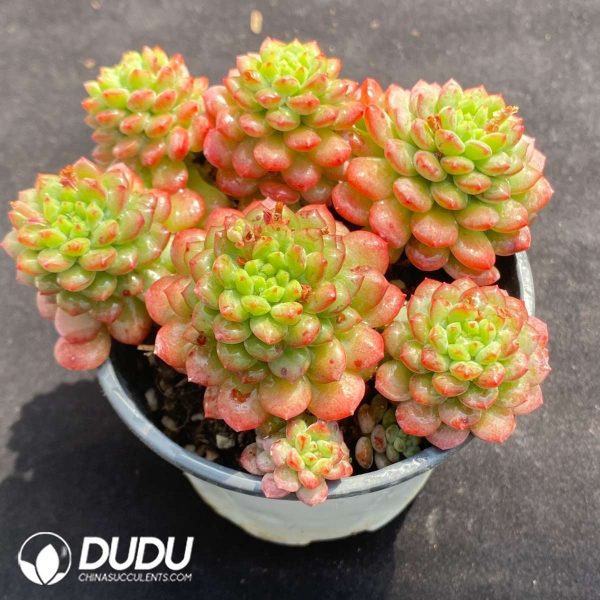 Echeveria Strawberry Mousse Clustering - Image 2
