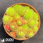 Sempervivum Strawberry Roll