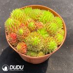 Sempervivum Strawberry Roll - Image 2