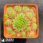 Sempervivum Strawberry Roll