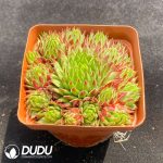 Sempervivum Strawberry Roll - Image 2