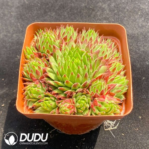 Sempervivum Strawberry Roll - Image 2