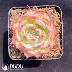 Echeveria Silhouette
