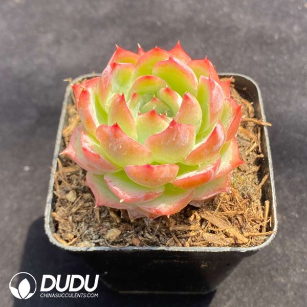 Echeveria Silhouette - Image 2