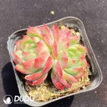 Echeveria Iris Double Heads