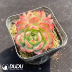Echeveria Iris Double Heads - Image 2