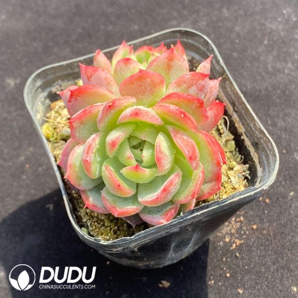 Echeveria Iris Double Heads - Image 2