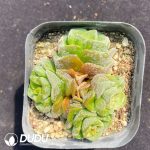 Crassula Dolores