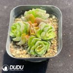 Crassula Dolores - Image 2