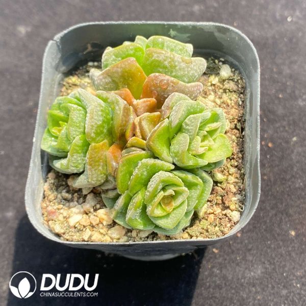 Crassula Dolores - Image 2