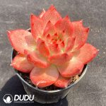 Echeveria Red Corolla