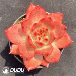Echeveria Red Corolla - Image 2