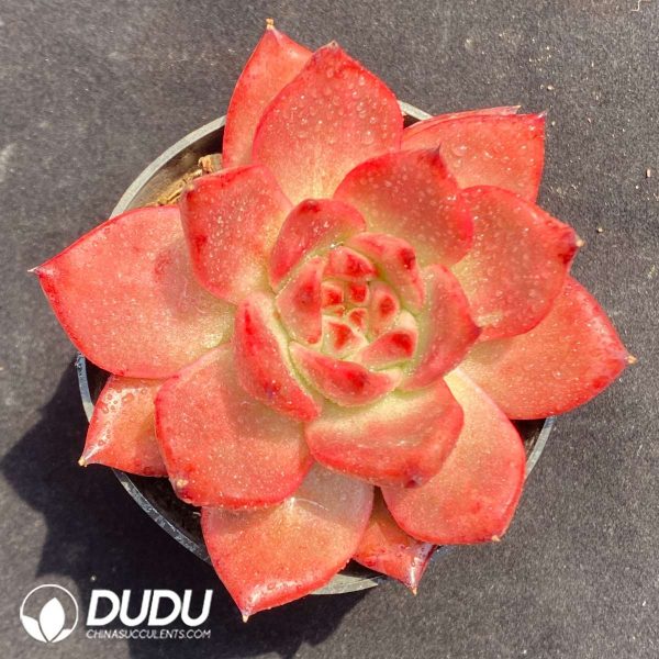 Echeveria Red Corolla - Image 2