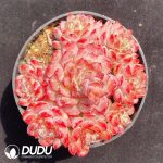 Echeveria Lupin Clustering