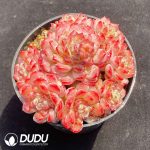 Echeveria Lupin Clustering - Image 2