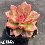 Echeveria Abundant Rose
