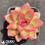Echeveria Abundant Rose - Image 2