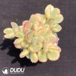 Cotyledon Bear Clustering