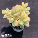 Cotyledon Bear Clustering - Image 2
