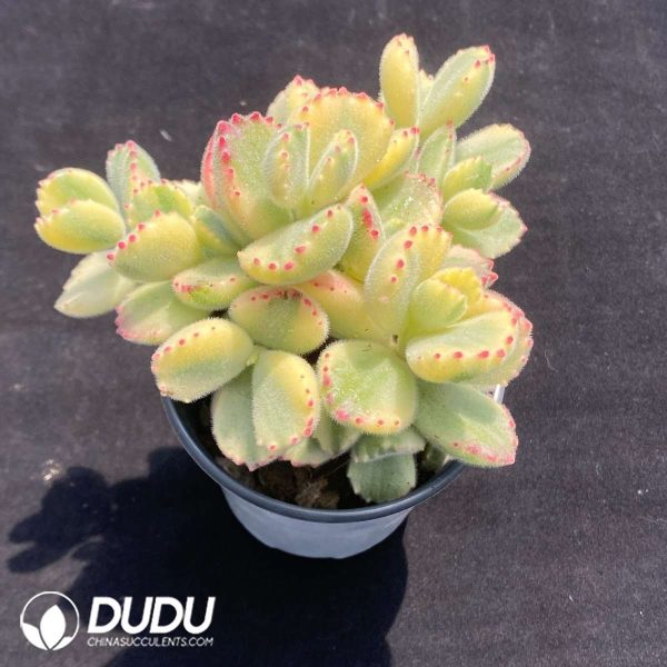 Cotyledon Bear Clustering - Image 2