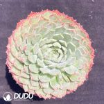Echeveria Red Hole