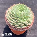 Echeveria Red Hole - Image 2