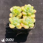 Echeveria Angel's Tears - Image 2
