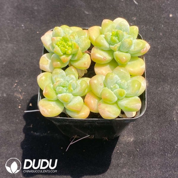 Echeveria Angel's Tears - Image 2