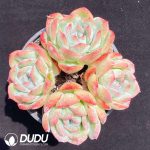 Echeveria Amethyst Clustering