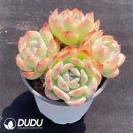 Echeveria Amethyst Clustering - Image 2
