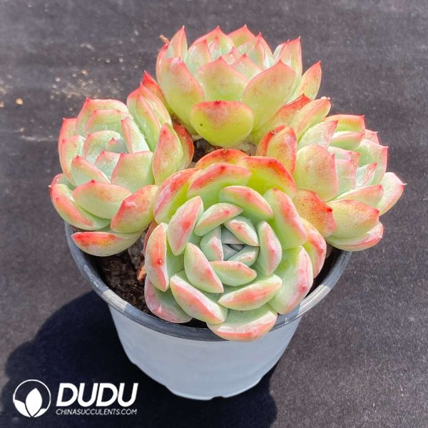 Echeveria Amethyst Clustering - Image 2
