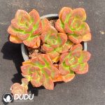 Echeveria Black Chocolate Clustering