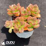 Echeveria Black Chocolate Clustering - Image 2