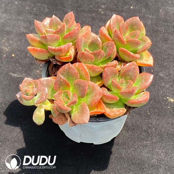 Echeveria Black Chocolate Clustering - Image 2