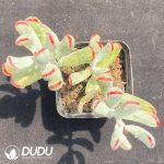 Cotyledon orbiculata var. oophylla variegated